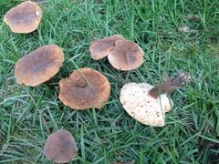 Tylopilus ferrugineus