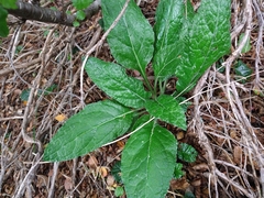 Adenocaulon chilense