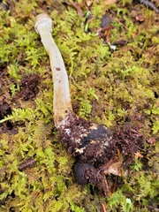 Tolypocladium longisegmentatum