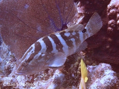Epinephelus striatus
