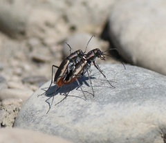 Cicindela marginipennis
