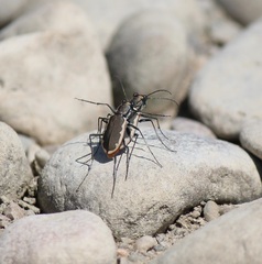 Cicindela marginipennis