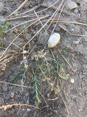 Astragalus douglasii