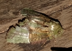 Disphragis