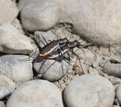 Cicindela marginipennis