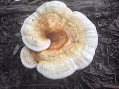 Ganoderma curtisii