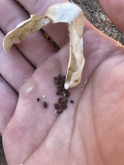 Astragalus douglasii