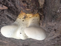 Ganoderma curtisii