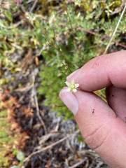 Saxifraga bronchialis