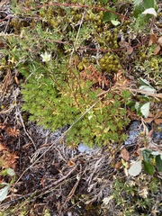 Saxifraga bronchialis