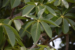Sterculia foetida