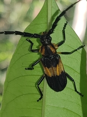 Batus hirticornis