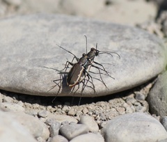 Cicindela marginipennis