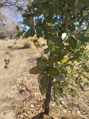 Quercus grisea