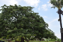 Sterculia foetida