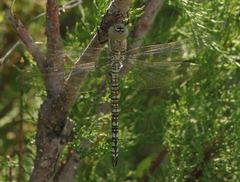 Aeshna soneharai