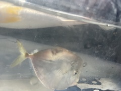 Selene setapinnis