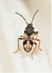 Scolopostethus thomsoni