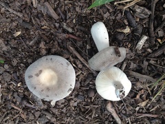 Russula modesta