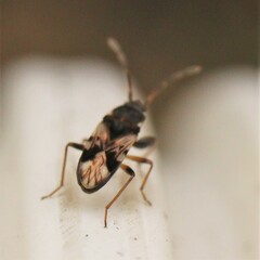 Scolopostethus thomsoni