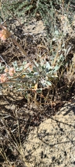 Eriogonum elongatum