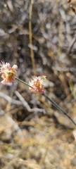Eriogonum elongatum