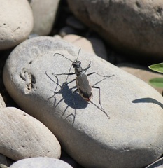 Cicindela marginipennis