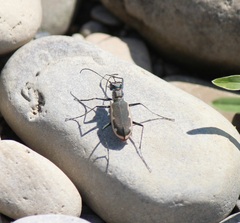 Cicindela marginipennis