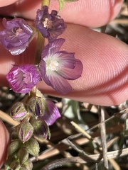 Sidalcea sparsifolia