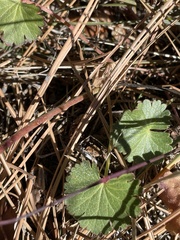 Sidalcea sparsifolia