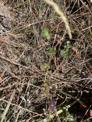 Sidalcea sparsifolia