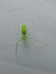 Araneus talipedatus