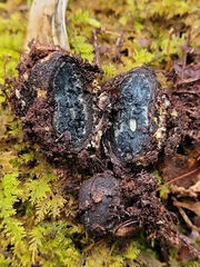 Tolypocladium longisegmentatum