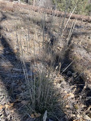 Muhlenbergia rigens
