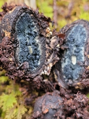 Tolypocladium longisegmentatum