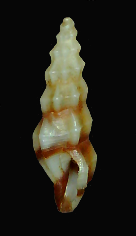 Kurtziella antiochroa