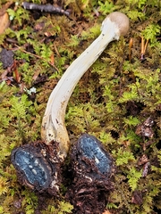 Tolypocladium longisegmentatum