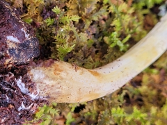 Tolypocladium longisegmentatum