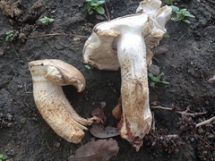 Macrocybe titans