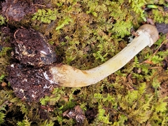 Tolypocladium longisegmentatum