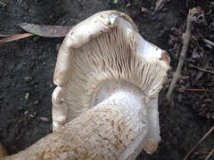 Macrocybe titans