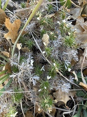 Galium andrewsii