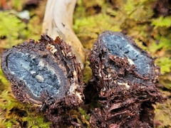 Tolypocladium longisegmentatum