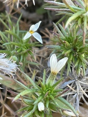 Galium andrewsii