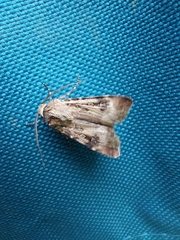 Agrotis munda