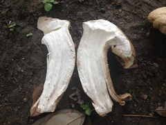 Macrocybe titans