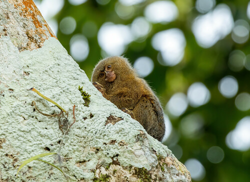 Pygmy Marmoset