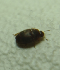 Coleoptera
