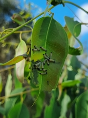 Paropsisterna cloelia
