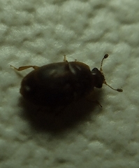 Coleoptera